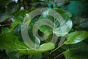 some of saucer leaf in the garden