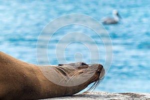 Some sea lions resting and sun bathing on the main pier at Floreana Island