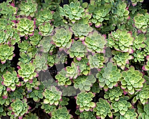 Some sempervivum plants seen from above, forming a repeating pattern, sempervivum flower texture photo