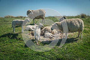 Sheep eat grass on a dike