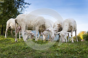 Some sheep graze at hill