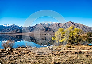 Sheep grazing on the farm land on the shore of snow covered mountain lake reflections on the surface of the lake