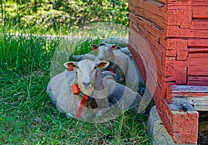 Some sheep`s next hiding from the sun