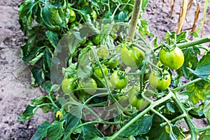 Some small green tomatoes growing in the garden