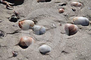 Seashells in The Beach Sand