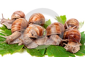 Some snails crawling on the grape leaves white background