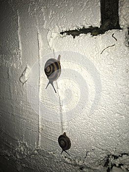 Snails caracoles photo