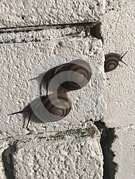 Caracoles Snails photo