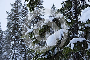 Some Snow Covered Pine Tree Branches