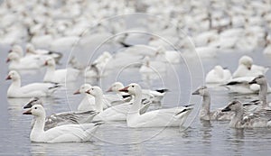 Some Snow geese flock swimming in a local pond in autumn in Canada