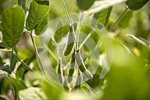 Some soybean pods in Brazil`s green field. photo