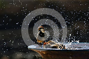 Some Spanish sparrows taking a bath in a ceramic bowl. Lanzarote, Canary Islands, Spain