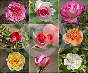 Some splendid specimens of roses in bloom.