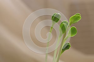 Some sprouting beans taken up close in a neutral background