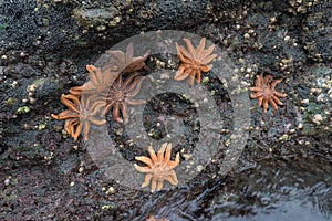 Some starfishes on a rock on the beach. Motukiekie bay point, west coast of New Zealand`s South Island