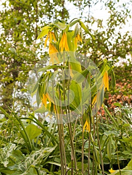 Some Stunning and Beautiful Yellow and Green Uvularia grandiflora Large Merrybells in Spring Light Bokeh