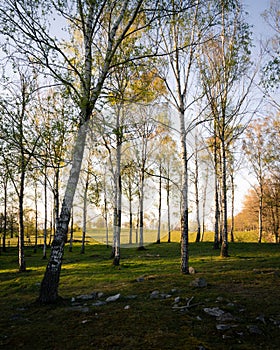 Some tall birch trees in the woodland called Skrylle in souther Sweden during sunset photo