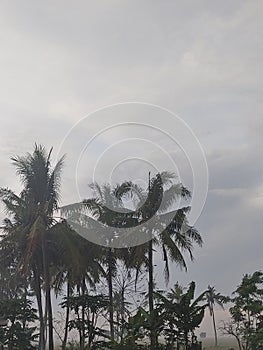 Some tall coconut trees background