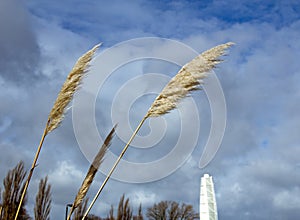 Some tall grass reed blowing in the cold winter wind in a park in MalmÃÂ¶, Sweden