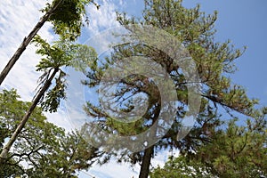 Some tall trees with sparse crown against the backdrop of a deep blue azure sky