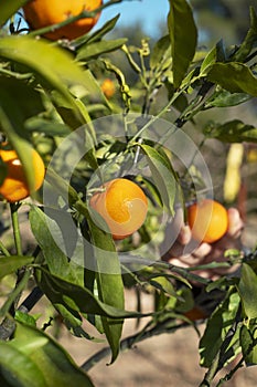 some tangerines in the tree