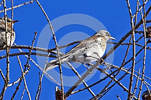 Some thrushes,  Turdus philomelos,  sit in the twigs of a larch