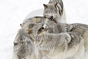 Some Timber wolves or Grey Wolves (Canis lupus) isolated on white background playing in the winter snow in Canada