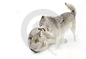 Some Timber wolves or Grey Wolves (Canis lupus) isolated on white background playing in the winter snow in Canada