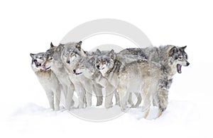 Some Timber wolves or grey wolves Canis lupus, isolated on white background, timber wolf pack standing in the falling snow in Cana