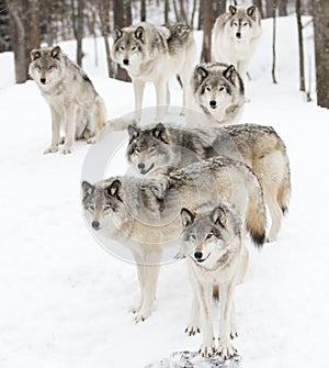 Some Timber wolves or Grey Wolves (Canis lupus) isolated on white background walking in the winter snow in Canada