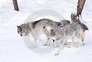 Some Timber wolves or Grey Wolves (Canis lupus) isolated on white background walking in the winter snow in Canada