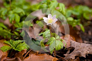 some tiny blooming wood anemones in a forest in spring