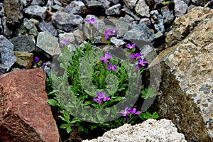 Some tiny blue florets among the stones.