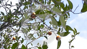 Some tiny oranges are hanging from the orange tree