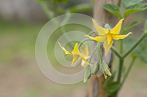 Some tomato flowers just blossomed on a young plant, copy space for text