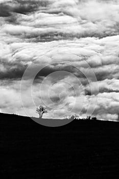 Some tree silhouettes above a sea of fog