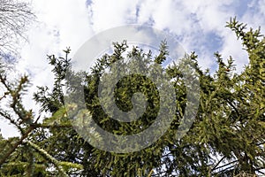 some of the trees ate in the spring season in cloudy weather