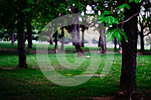 Some trees from Ciudadela park in Pamplona, Spain