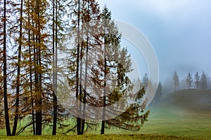 Some trees during a foggy sunrise photo