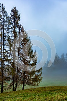 Alcuni alberi durante nebbioso alba 