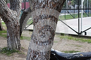Some Trees at Park and Basketball Court