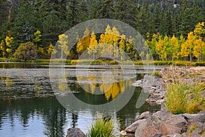 Early autumn yellow trees water reflection _2.