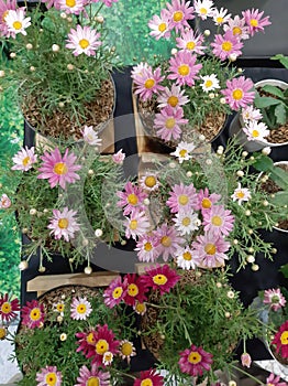 Some variety of mini cactuses planted on the white pot