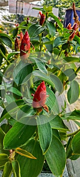 Some very beautiful and fresh costus spicatus plant flowers that are in the process of blooming