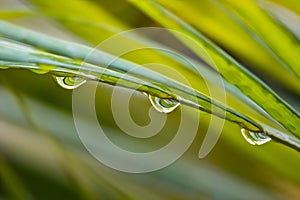 Some Drops of Water Hanging on a Thin Palm Tree Leafs photo