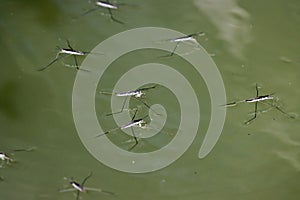 Some water striders on the still water of a pond near the shore