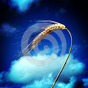 Some wheat against a Blue Sky