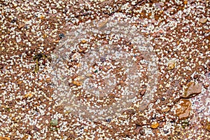 Some white Balanus glandula on a rock