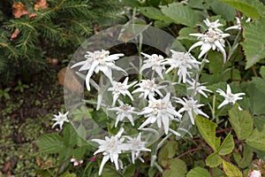 Some white edelweisses in Austria mountain