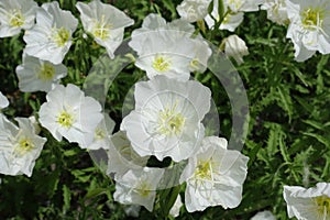 Some white flowers of Oenothera speciosa